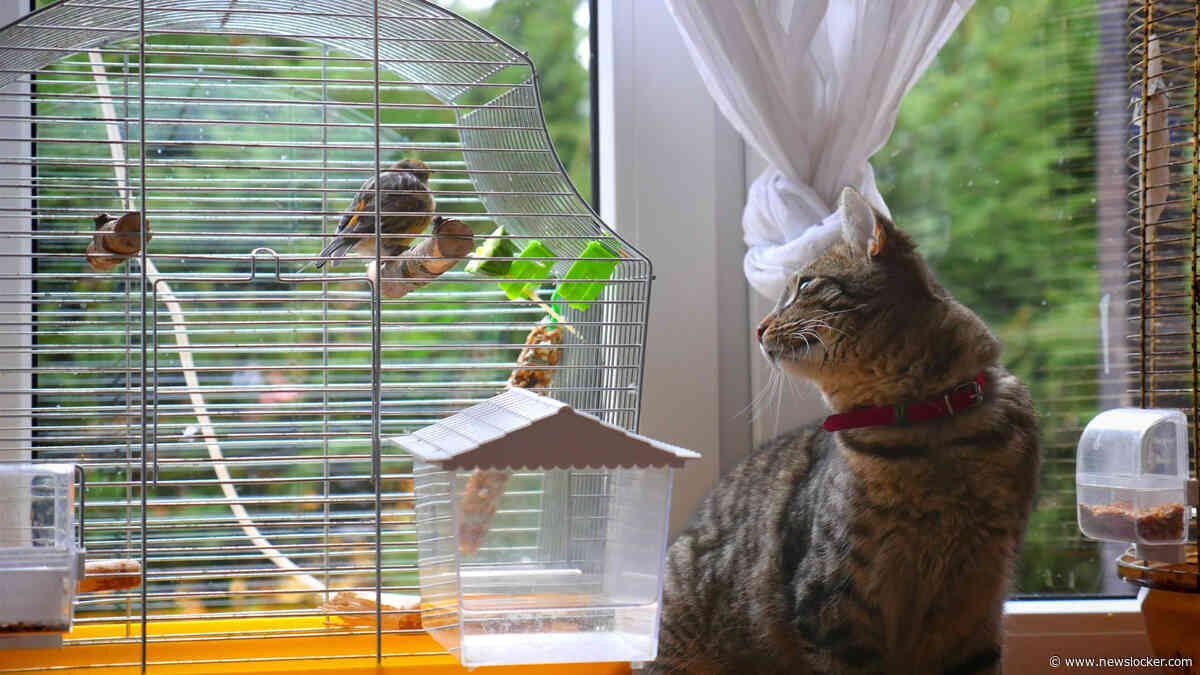 ’De vogelkooi lag op zijn kant, het deurtje stond open en in de hoek zat de kat met Dotje in haar bek’