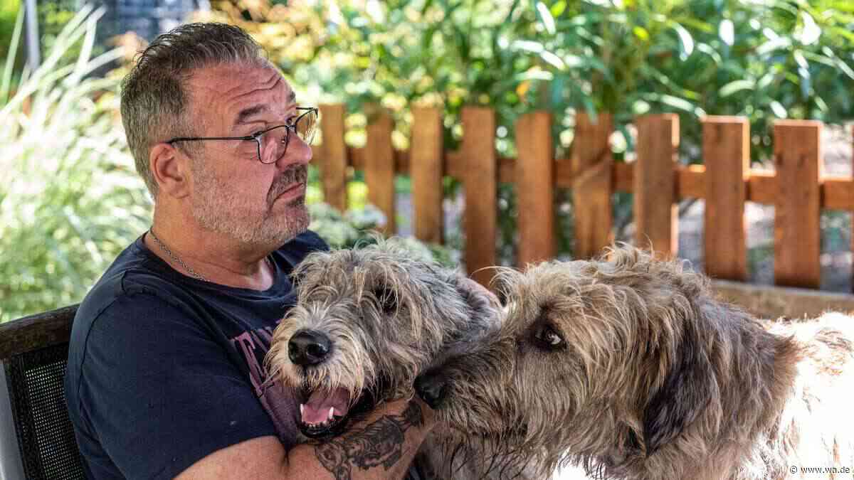 „Kennen kein Leben ohne den anderen“ – Irische Wolfshund-Senioren suchen zusammen neue Liebe