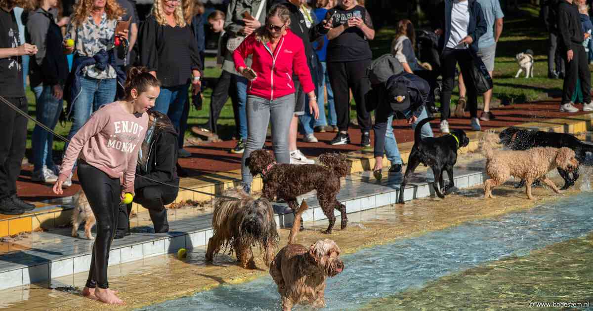 Geen geschater, maar geblaf bij De Warande op dierendag: ‘Er zou vaker een dogplons moeten zijn’