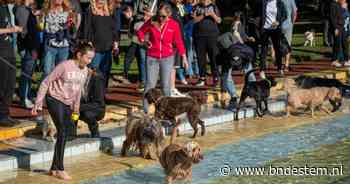 Geen geschater, maar geblaf bij De Warande op dierendag: ‘Er zou vaker een dogplons moeten zijn’