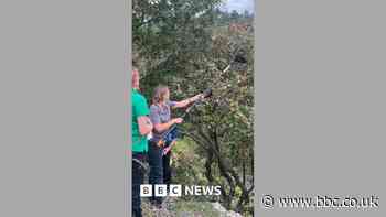 Rare tree on Somerset clifftops being protected