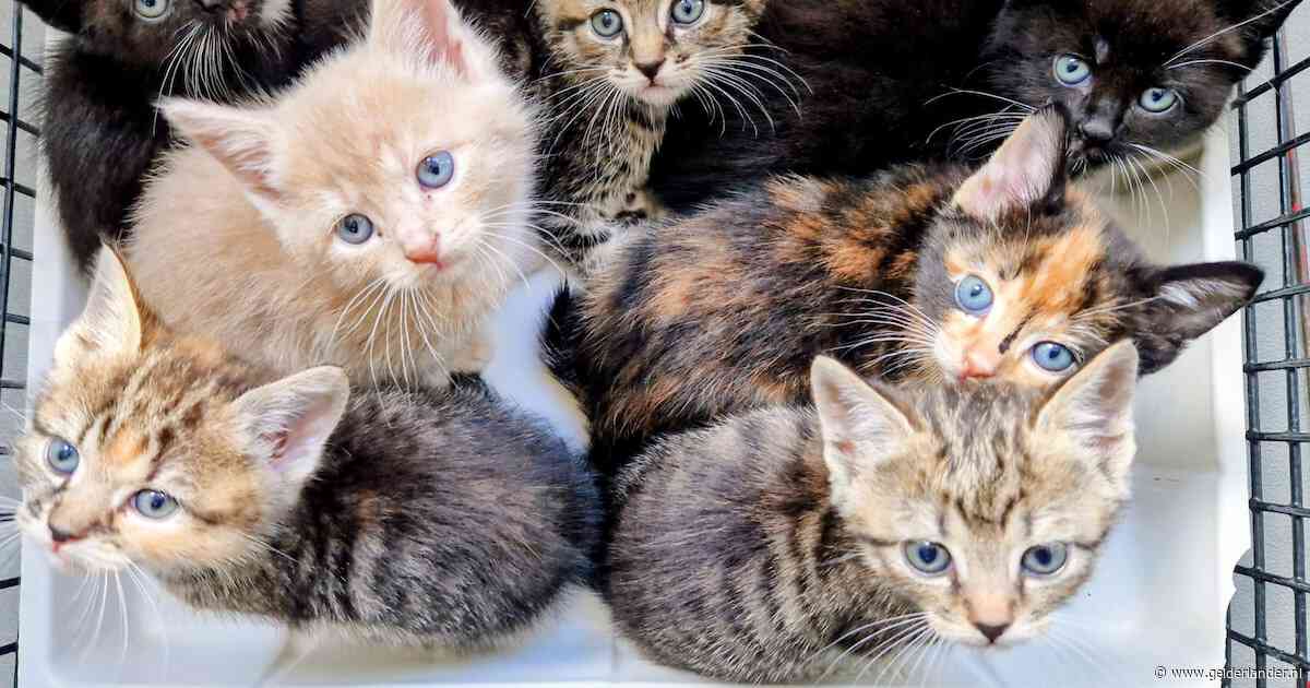 Wandelaars doen opmerkelijke vondst: zeven kittens aangetroffen in afgesloten boodschappentas