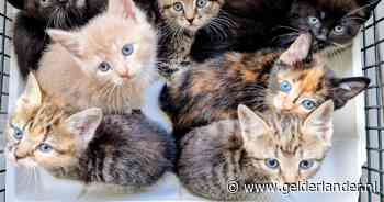 Wandelaars doen opmerkelijke vondst: zeven kittens aangetroffen in afgesloten boodschappentas