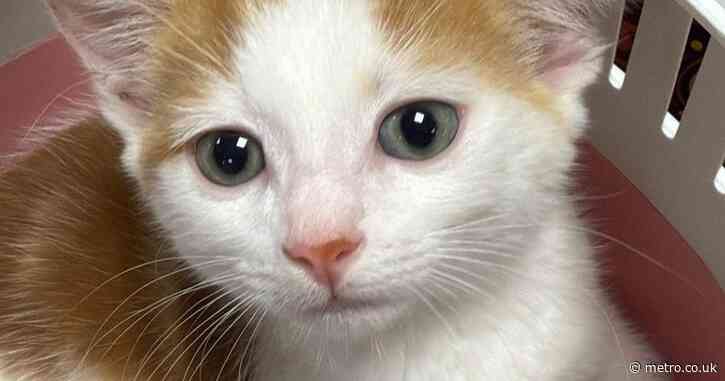 Kitten found outside Tube station needs new home after being rescued by commuter