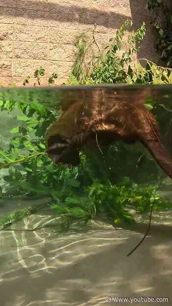 POV: You're Underwater with a Beaver