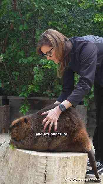 How we provide geriatric care for Peanut the beaver 🦫