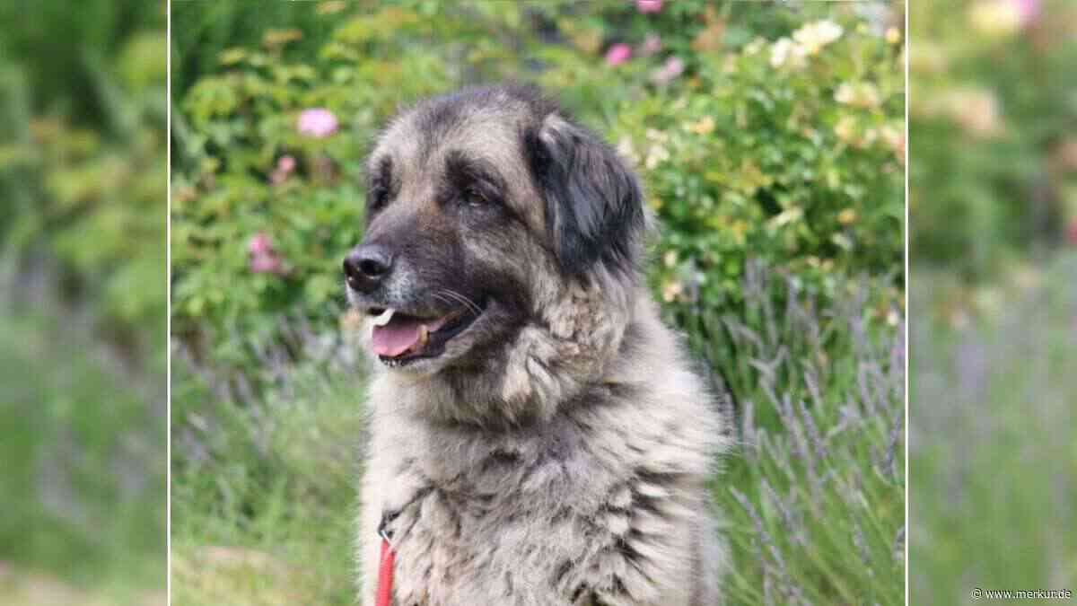 Tierheim sucht Zuhause für Bumi – Hund könnte bei bekannter TV-Sendung dabei sein