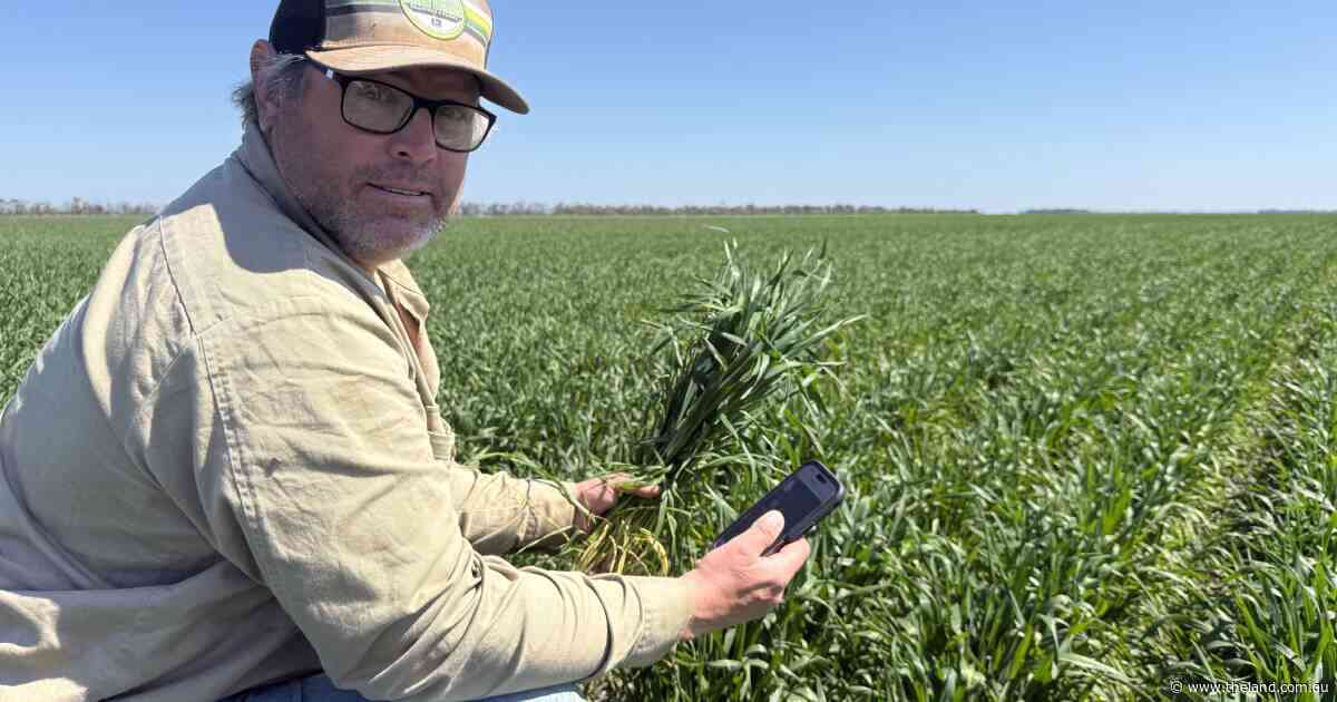 From paddocks to code: how our farmers are using artificial intelligence