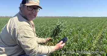 From paddocks to code: how our farmers are using artificial intelligence