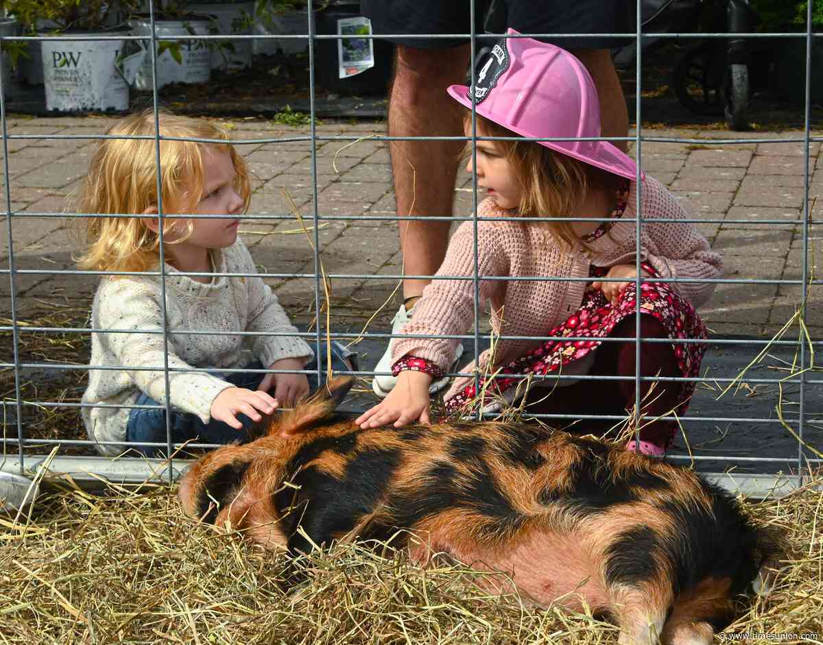 Photos: Pumpkins, Sasquatch and big trucks at George's Market & Nursery Fall Festival
