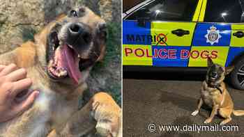 Happy retirement, PD Harley! Police dog hangs up his collar after eight years 'on the frontline catching criminals'