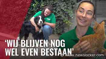 Dierenasiel DOA viert 125e verjaardag