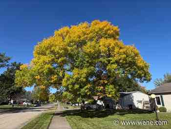 Rare ash tree 'peeping' peak hits Fort Wayne