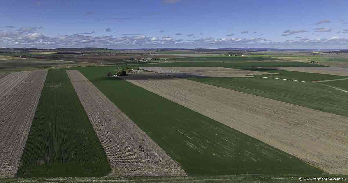 Mayfield blessed with deep black self mulching clay soils | Video