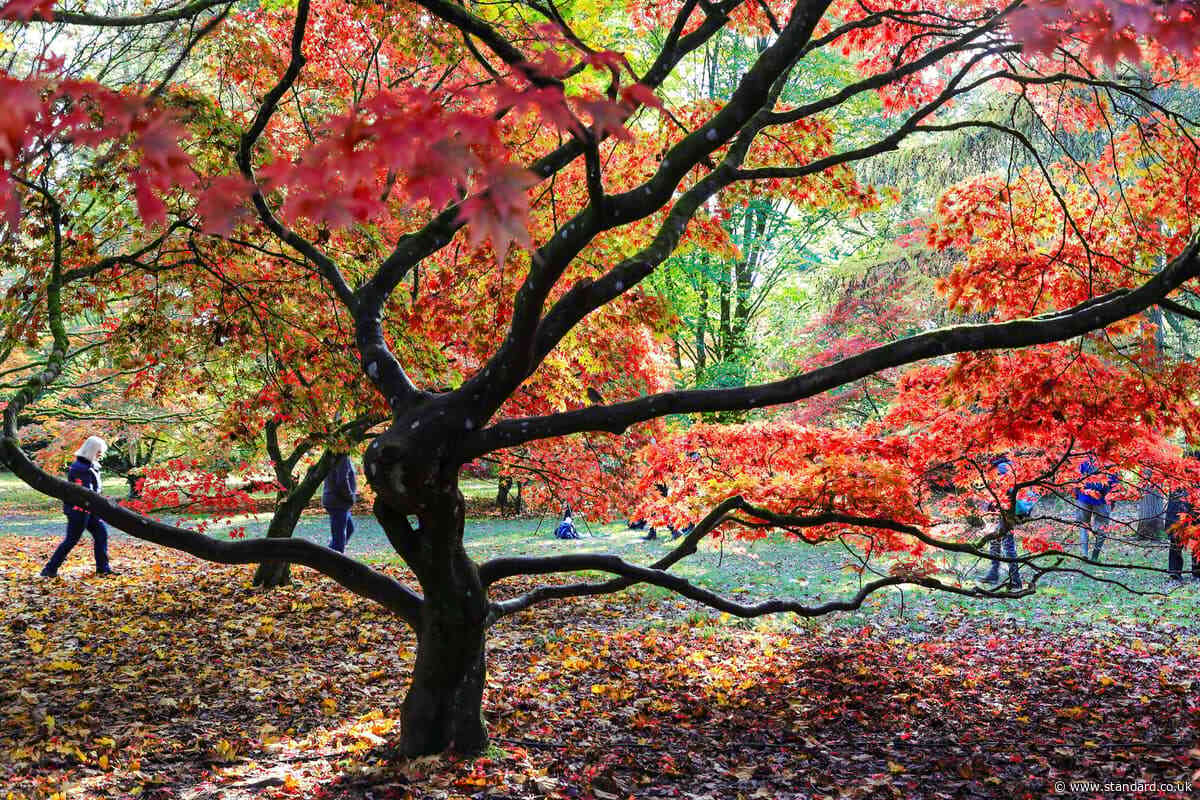 Vibrant but unpredictable autumn colour on way after drought – National Trust