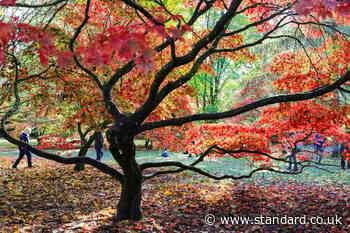 Vibrant but unpredictable autumn colour on way after drought – National Trust