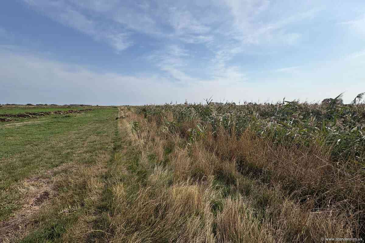 ‘Amazing’ habitat for wildlife: work starts on vast wetland restoration scheme