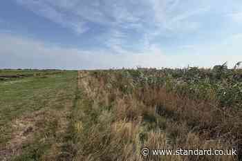 ‘Amazing’ habitat for wildlife: work starts on vast wetland restoration scheme