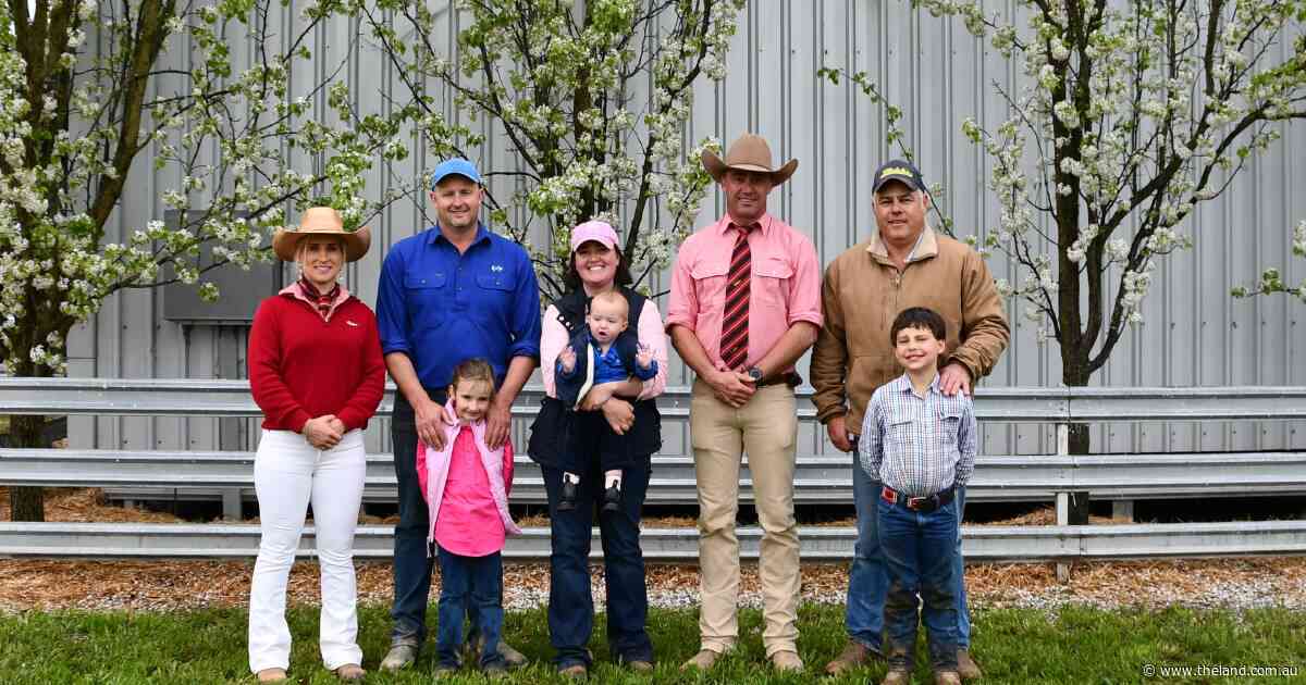 Carcase traits lift competition, prices for Springwaters Poll Dorset rams