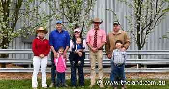 Carcase traits lift competition, prices for Springwaters Poll Dorset rams