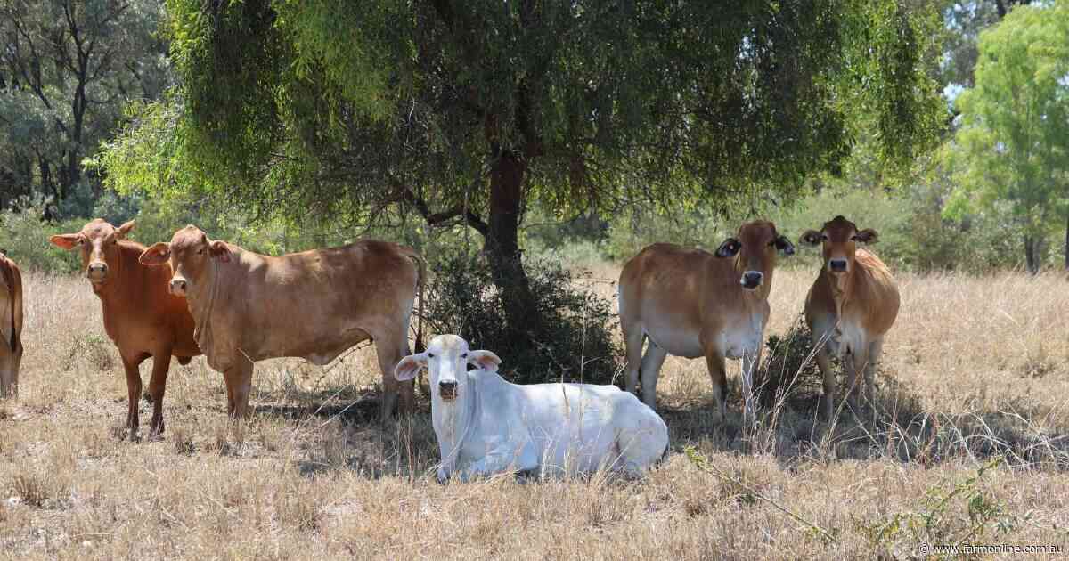 Springvale well-suited to backgrounding, breeding, fattening cattle | Video