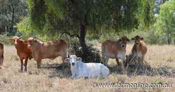 Springvale well-suited to backgrounding, breeding, fattening cattle | Video