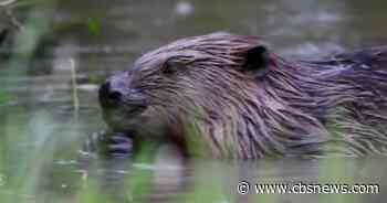 Beavers brought to London to help solve a flooding problem: "They make people smile!"