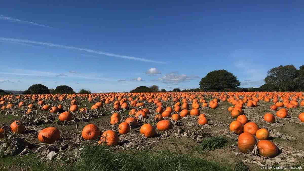 Best places in Yorkshire for pumpkin picking ahead of Halloween 2026