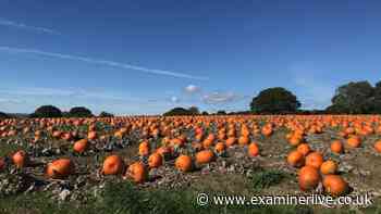Best places in Yorkshire for pumpkin picking ahead of Halloween 2026