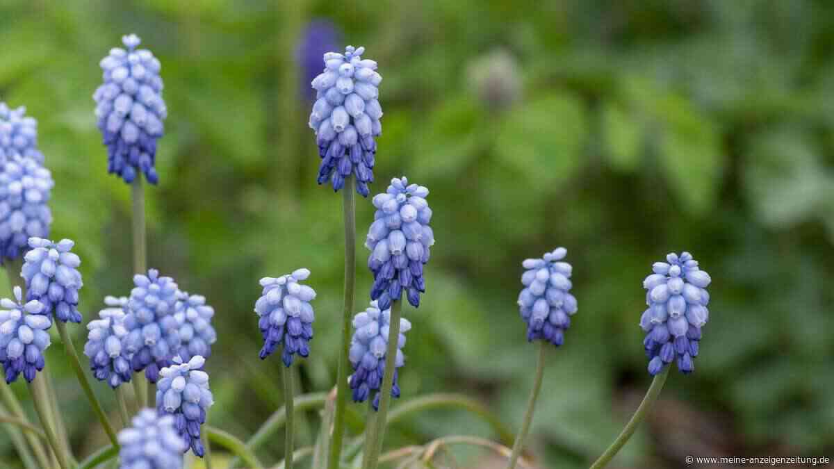 Traubenhyazinthen: Welche der sechs schönsten Arten passt zu Ihrem Garten?