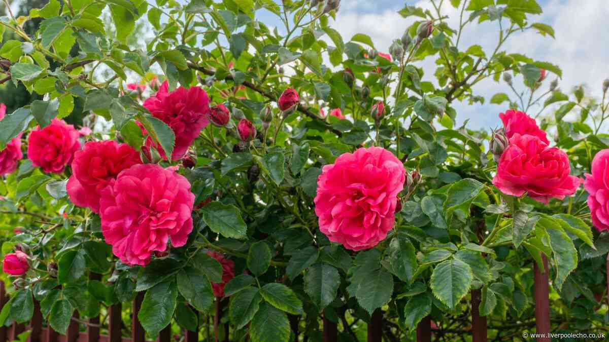 Roses will be healthier after doing 1 simple task Monty Don and Alan Titchmarsh insist on