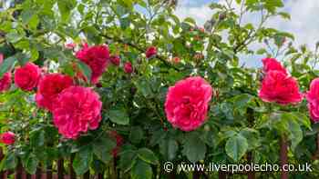 Roses will be healthier after doing 1 simple task Monty Don and Alan Titchmarsh insist on