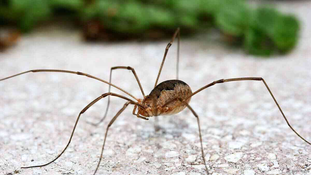 Verwechslungsgefahr: Spinne oder Weberknecht? Warum viele sich täuschen lassen