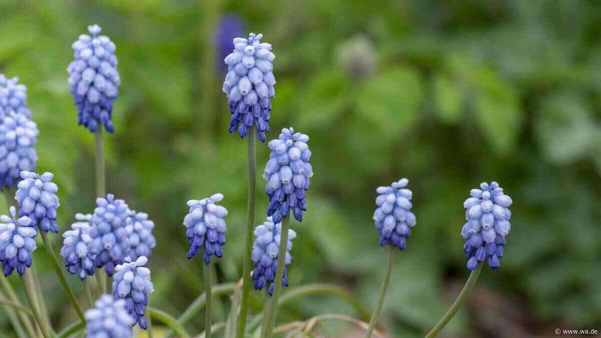 Traubenhyazinthen: Welche der sechs schönsten Arten passt zu Ihrem Garten?