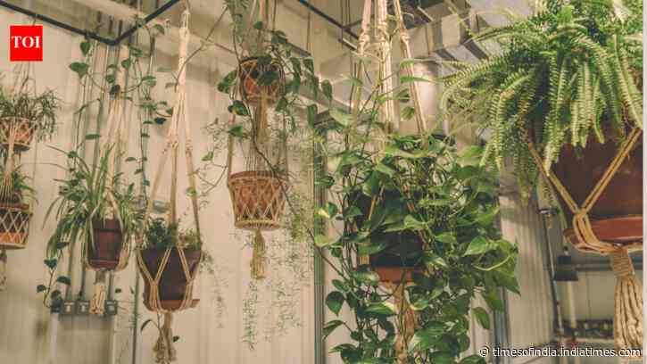 From English Ivy to Spider Plant: 5 low-effort hanging plants to add grace and greenery to your home