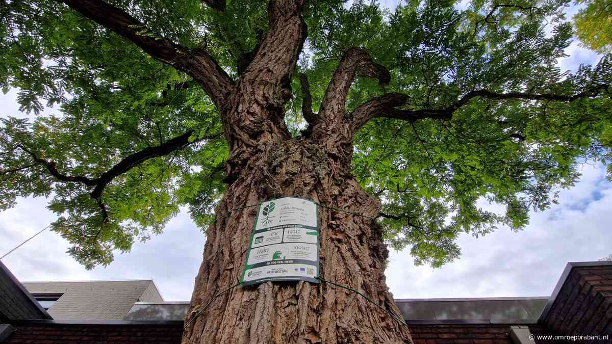 Deze bomen laten zien hoeveel zuurstof, schaduw en verkoeling ze geven