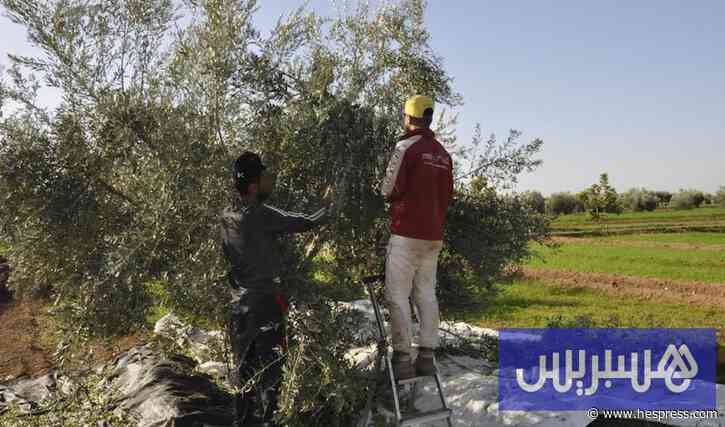 تكاليف اليد العاملة والحرارة يضعفان توقعات حجم إنتاج الزيتون بالمغرب