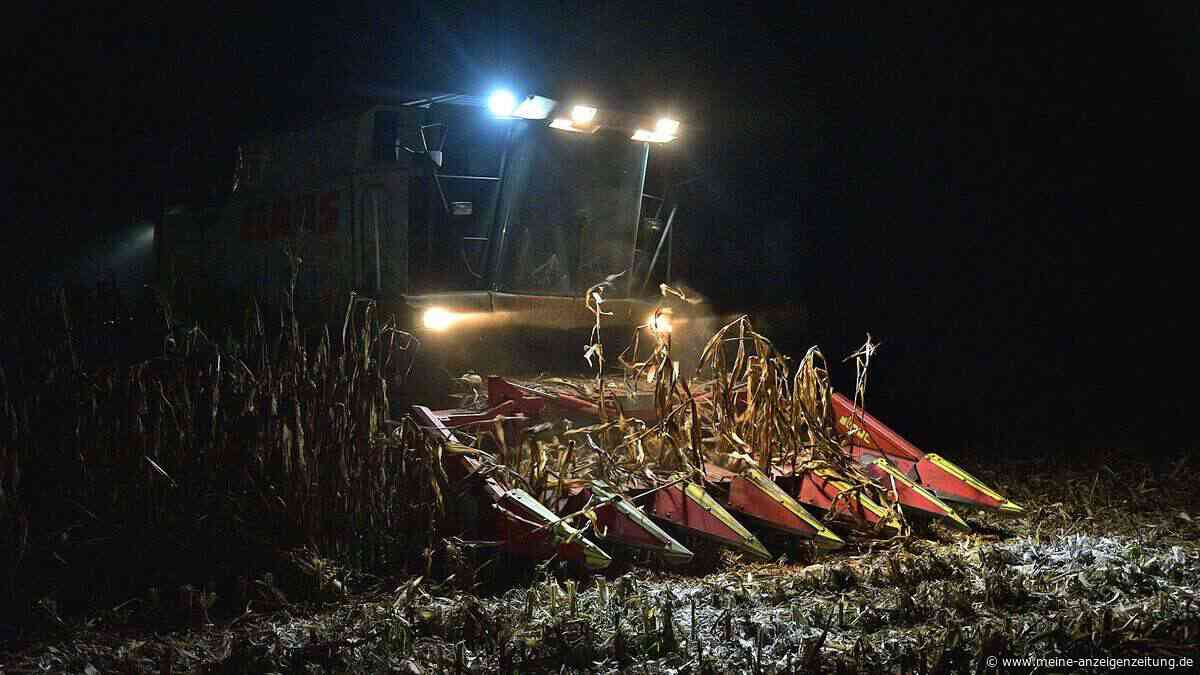 Mais: Auf einem Feld sattgrün, auf dem nächsten verdorrt