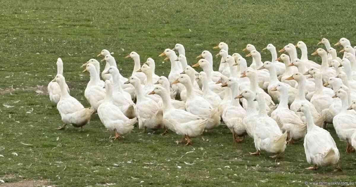 Paddock-to-plate: Wagin ducks are making a splash into high-end city restaurants