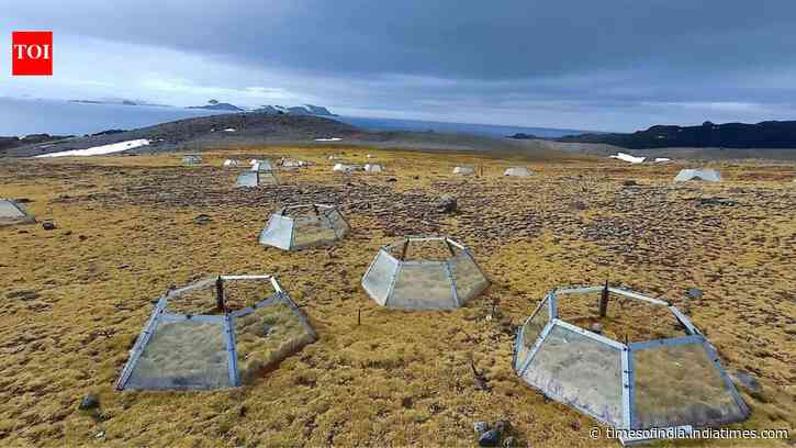 Antarctica’s 2 native flowering plants responded differently to 7 years of warming