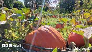 Your photos: Pumpkin patches, Canada geese and cows grazing