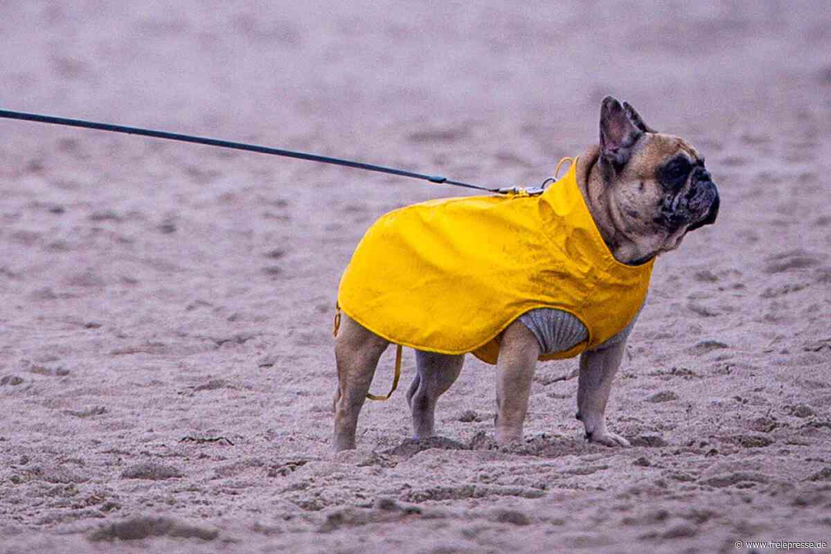 Temperatursturz in Sachsen: Erst goldener Herbst, dann Schmuddel-Wetter