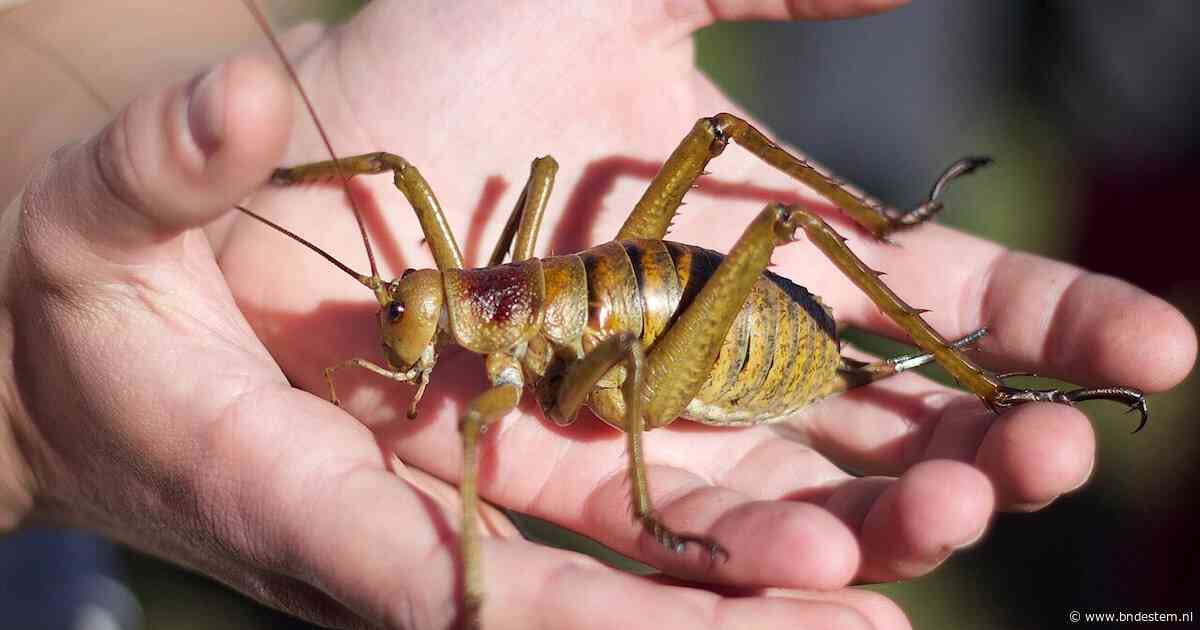 Zwaarste insect ter wereld gered van de ondergang: tienduizenden exemplaren gefokt en uitgezet