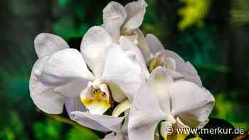 Orchidee blüht nicht mehr? Ein einfacher Apfel-Trick löst das Problem
