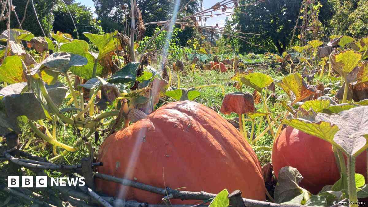 Your photos: Pumpkin patches, Canada geese and cows grazing