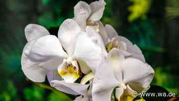 Orchidee blüht nicht mehr? Ein einfacher Apfel-Trick löst das Problem