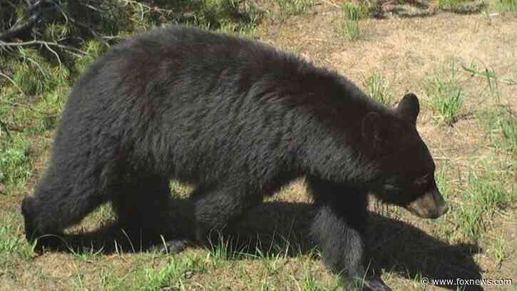 Bear attack leaves 2 people injured outside their home in Idaho, authorities say