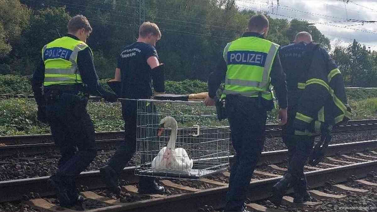 Schwein gehabt: Bundespolizei rettet Schwan aus Hamburger Gleisbereich