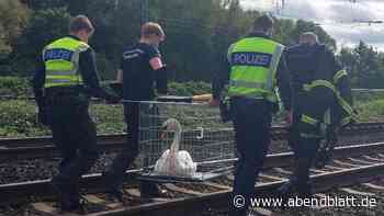 Schwein gehabt: Bundespolizei rettet Schwan aus Hamburger Gleisbereich