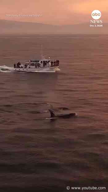 Orcas bask in sunset glow